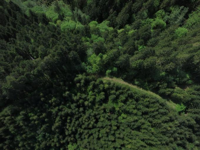 Forest viewed from Above